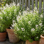 2 Live Lemon Verbena Plant, 3-5 Inches Tall, Fragrant Lemon Verbena Herb Plant for Garden Beds, Patio Pots, and Indoor Containers, No Pot
