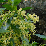 2 Assorted Jasmine Plants Live, 5 to 7 Inc in Height, Jasmine Flower Plant Live Climbing Flower Annual
