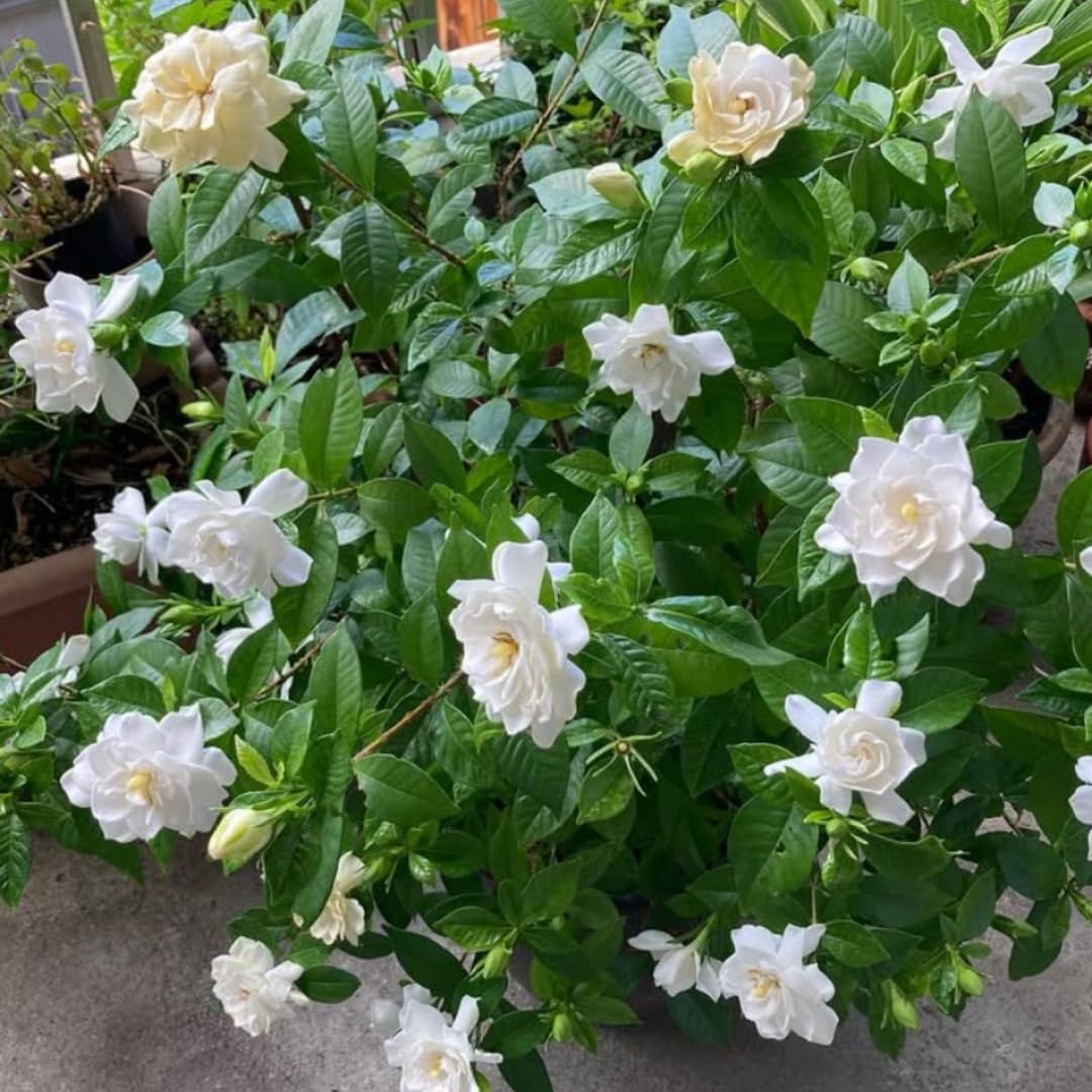 2 Frostproof Jasmine Live Plants, Fragrant Flowering Shrubs, 4-6" Tall
