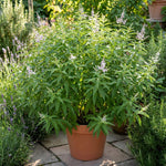 Lemon Verbena Plant Live, 3-5 Inch Tall, Lemon Verbena Herb Plant for Outdoor Garden, Indoor Growing, and Container Planting, No Pot