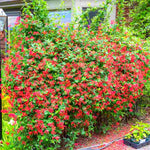 Set 2 Red Honeysuckle Plants Live, Live Coral Honeysuckle Plants 5-9" Tall, Honeysuckle Vines Bushes for Planting, Climbing Honeysuckle