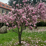 Magnolia Tree, Magnolia Flowering Shrub Bush in 2.5'' Pot, Well Rooted Magnolia to Grow in Container, Garden (Saucer Magnolia)