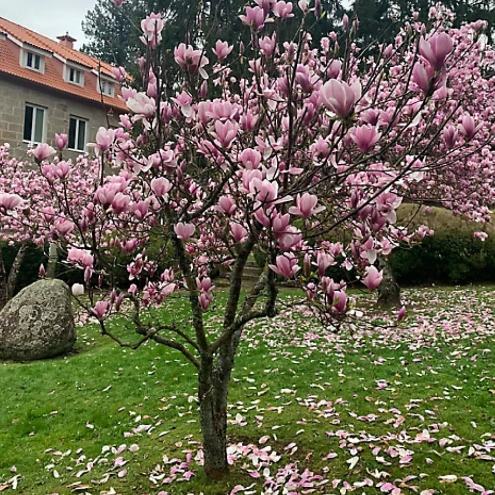 Magnolia Tree, Magnolia Flowering Shrub Bush in 2.5'' Pot, Well Rooted Magnolia to Grow in Container, Garden (Saucer Magnolia)