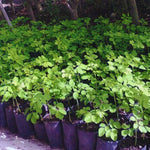 Live Malunggay Moringa Plants in One Pot for Planting, Oleifera Drumstick Horseradish Plants Live, 6 to 8 Inc Tall, Well-Rooted