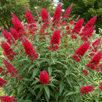 AVERAR 6 Months Old Red Butterfly Bush Live Plant, Butterfly Bushes Ready to Plant Outdoor, Buddleia Plant Bush Shrub 5-7 Inches Tall, No Pot