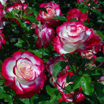 Rose Plant Live for Planting, Bareroot 6-10 Inch Tall, Climbing Vine Bush Shrub for Flowering (Cherry Rose)