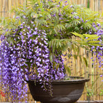 Wisteria Tree Live Plant Vines, Purple Blue Wisteria Fragrant Flowers 6-12 Inc in Tall, 1 Year Old Seedling, Outdoor Growing