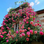 Rose Live Plant for Planting, Rose Bush Ready to Plant, 5-8 Inch Tall, Fragrant Rose Flowers (Red Pink)