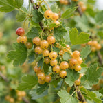 Golden Currant Bush Live Plant, 1 Year Bare Root, Golden Currant Berry Plant Live, 6-12 Inches, Well Rooted Starter Plant
