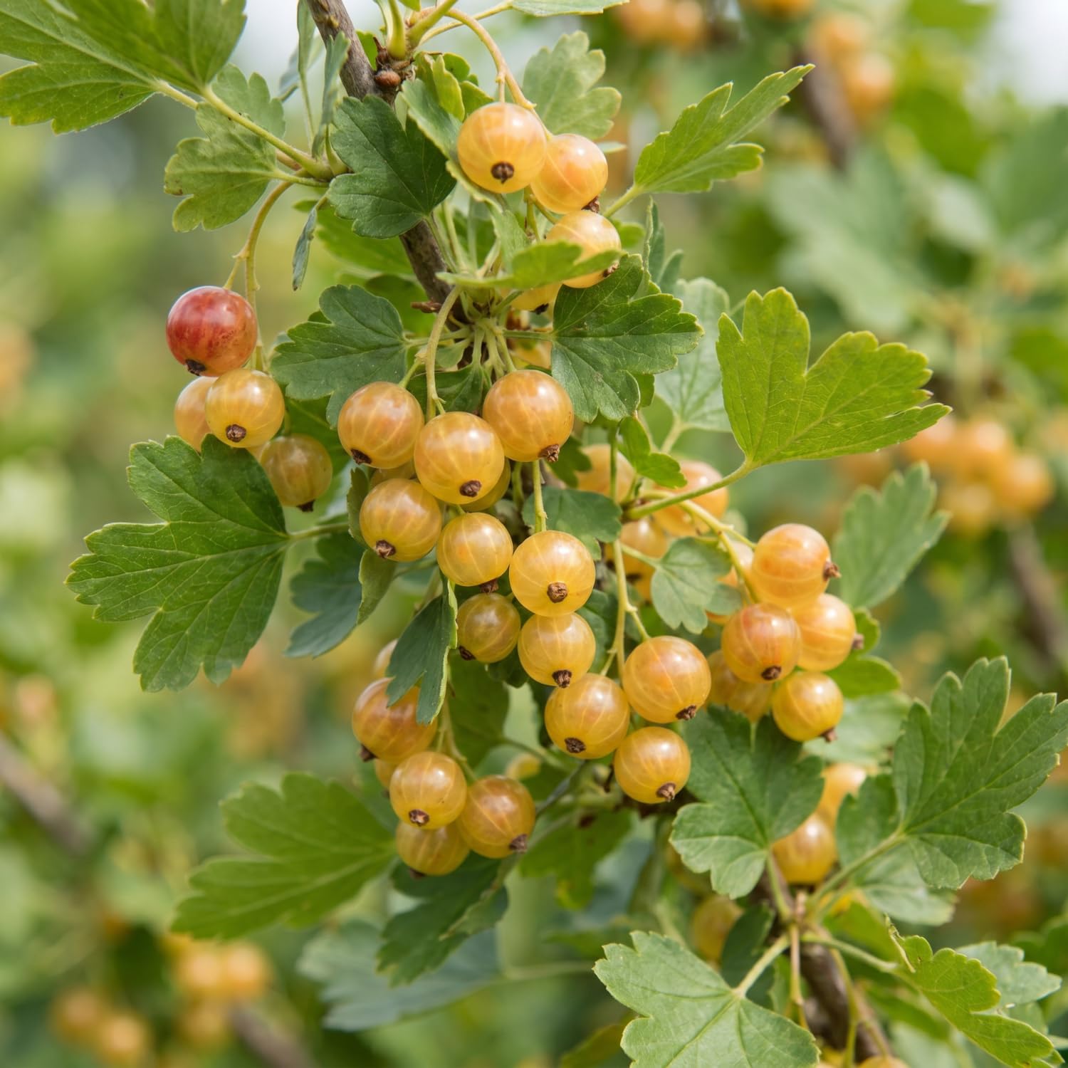 Golden Currant Bush Live Plant, 1 Year Bare Root, Golden Currant Berry Plant Live, 6-12 Inches, Well Rooted Starter Plant