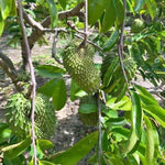 Soursop Annona Tree Live Plant, Starter Size 5”-10” Seedling No Pot, Hardy, Tropical Flavor