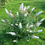 AVERAR 6 Months Old White Butterfly Bush Live Plant, Butterfly Bushes Ready to Plant Outdoor, Buddleia Plant Bush Shrub 5-7 Inches Tall, No Pot