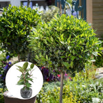Bay Leaf Tree 5-7 inch, Sweet Bay Laurel Live Plant, Laurus Nobilis Ready to Grow Outdoor
