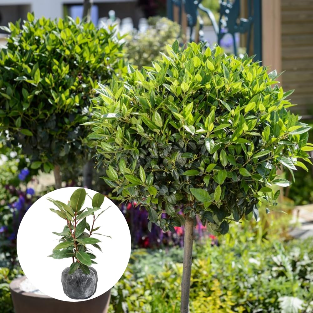 Bay Leaf Tree 5-7 inch, Sweet Bay Laurel Live Plant, Laurus Nobilis Ready to Grow Outdoor