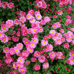 Raspberry Chrysanthemum Plant, Set 2 Raspberry Mums Plants Live, Hardy Perennial Mum Live Plant, 3 to 6 Inch Tall Garden Mum Starter Plants for Garden Beds, Containers, Vibrant Fall Blooms, No Pot