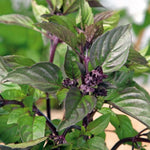Basil Live Plant in 4″ Pot, Fresh Culinary Herb for Garden and Patio, Indoor Outdoor Growing (Blue Basil)