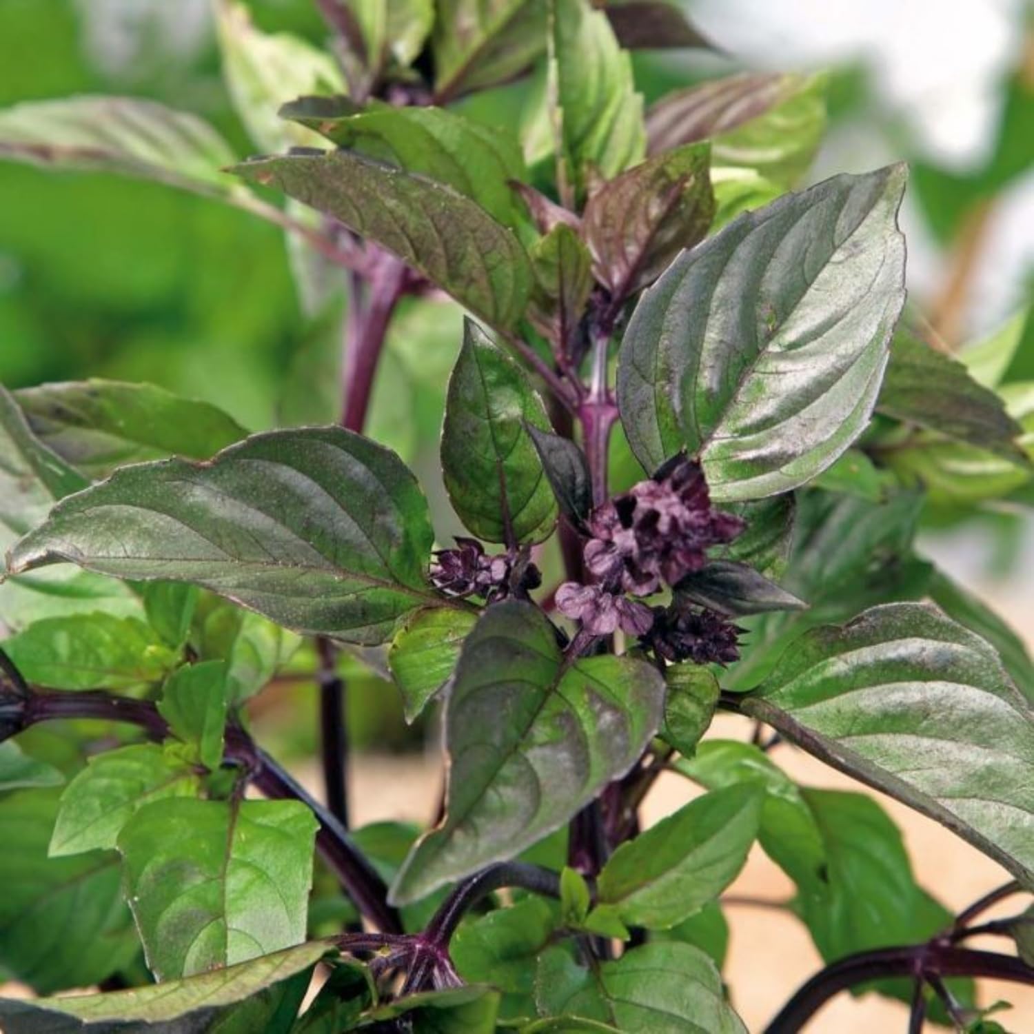 Basil Live Plant in 4″ Pot, Fresh Culinary Herb for Garden and Patio, Indoor Outdoor Growing (Blue Basil)
