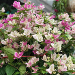 Combo 2 Bougainvillea Plants Live Trees, Outdoor Bougainvillea Plant for Trailing Flowering Vines or Bush Tree, 5-10” Tall, Well-Rooted Bougainvillea (Coconut Ice Color)