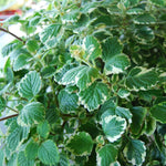 2 Swedish Ivy Plants Live Indoors to Grow, in 4 Inch Pot, Purple Plectranthus Swedish Ivy House Plants, Live Swedish Ivy Vine, 4-6" Tall (Variegated Swedish Ivy)