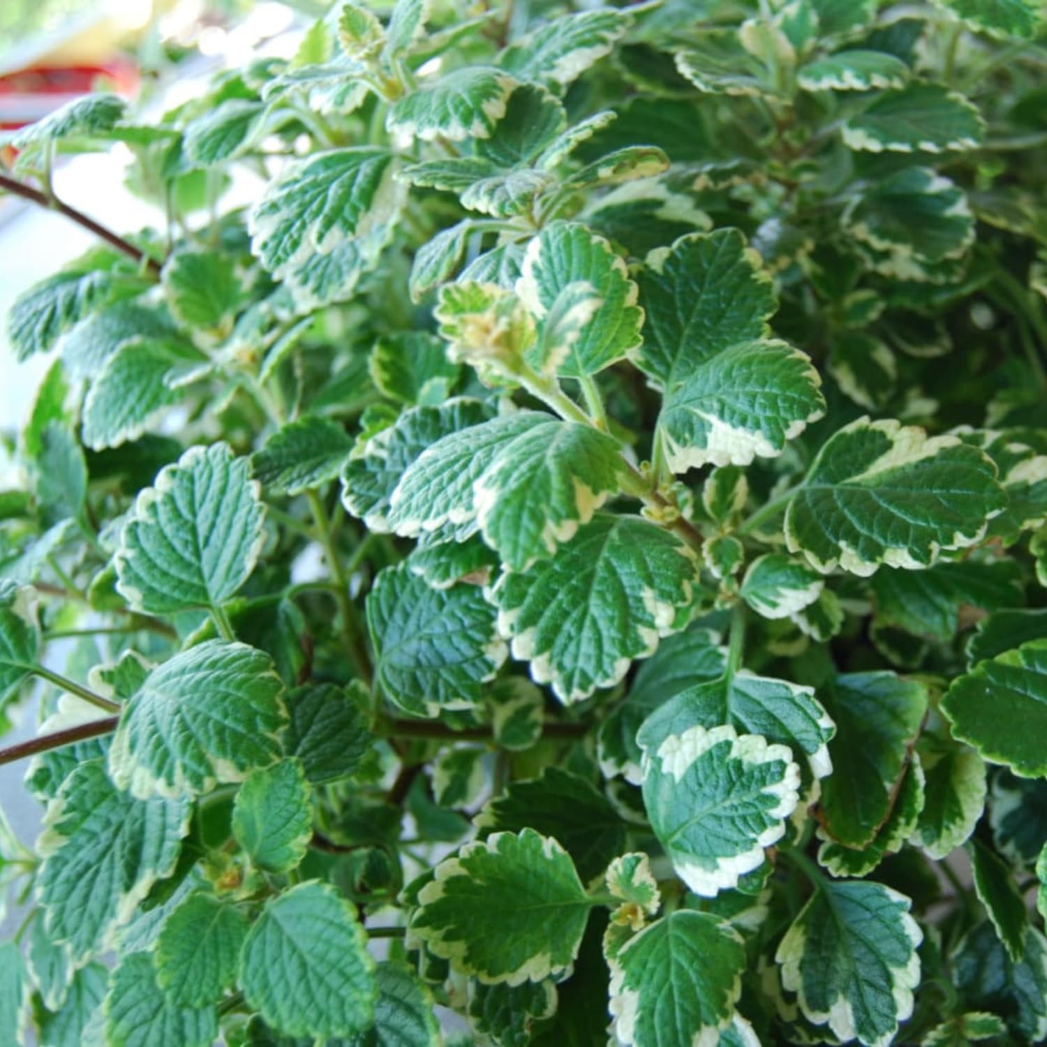 2 Swedish Ivy Plants Live Indoors to Grow, in 4 Inch Pot, Purple Plectranthus Swedish Ivy House Plants, Live Swedish Ivy Vine, 4-6" Tall (Variegated Swedish Ivy)