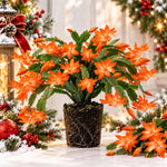 2PPP Orange Christmas Cactus Live Plant, Holiday Flowering, 3 Inches Pot