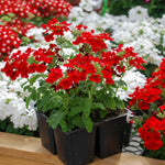 Verbena Plants Live, Verbena Plant from 4-8 Inches Tall, Long Blooming Outdoor Flower Plant for Garden Beds, Hanging Baskets and Containers (Red)