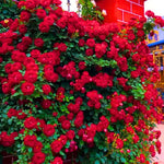 Deep Red Climbing Rose Live Plant, 6 Months Old Starter, Fragrant Purple Climbing Roses for Planting Outdoor, No Pot