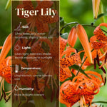 3 Large Tiger Lily Bulbs, 4-6 Inch, Orange Tiger Lilies Bulbs, Flowering Bulb for Outdoor Garden Beds and Containers