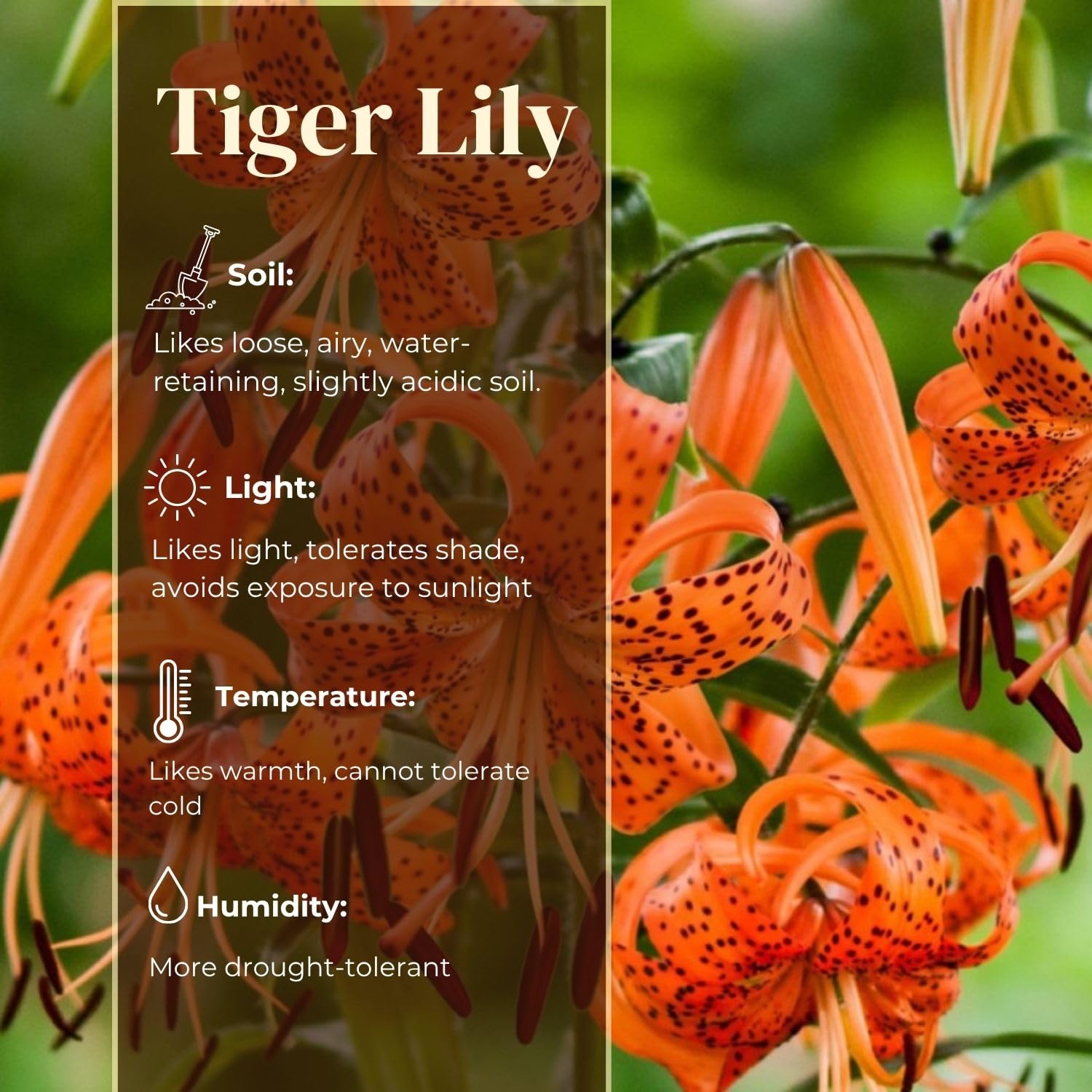 3 Large Tiger Lily Bulbs, 4-6 Inch, Orange Tiger Lilies Bulbs, Flowering Bulb for Outdoor Garden Beds and Containers