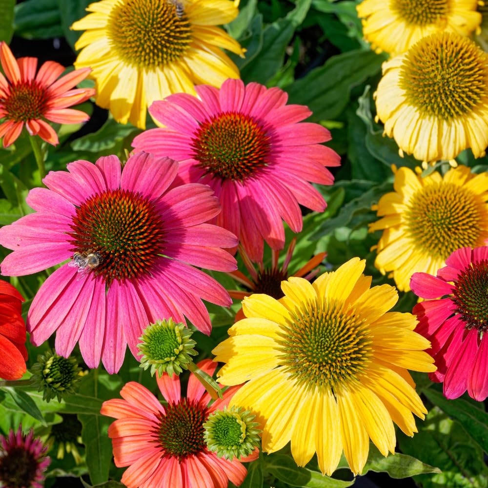 Coneflower Plant, Echinacea Flowering Plants Live, Indoor Outdoor Planting 5 Inch Tall