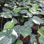 Rare Monstera Plant, Monstera Live Plant Fully Rooted, Ready to Grow Philodendron 4-8 Inches, Live Houseplants, Indoor Plants (Thai Variegated Monstera)