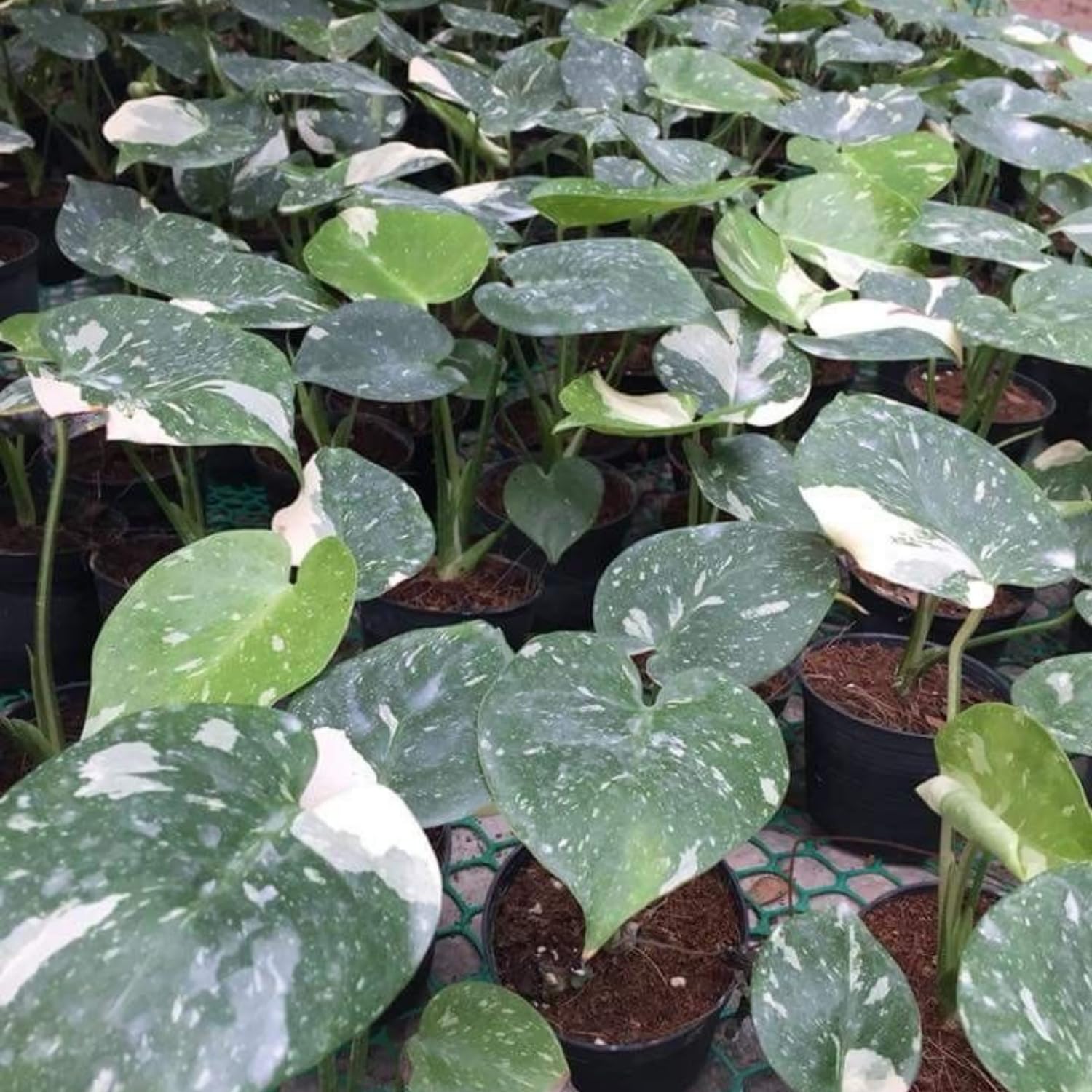 Rare Monstera Plant, Monstera Live Plant Fully Rooted, Ready to Grow Philodendron 4-8 Inches, Live Houseplants, Indoor Plants (Thai Variegated Monstera)