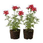 2 Verbena Live Plants, Trailing Verbena Plants for Planting Outdoor, Perennial Ground Cover Flowers 4-7 Inches (Bicolor)