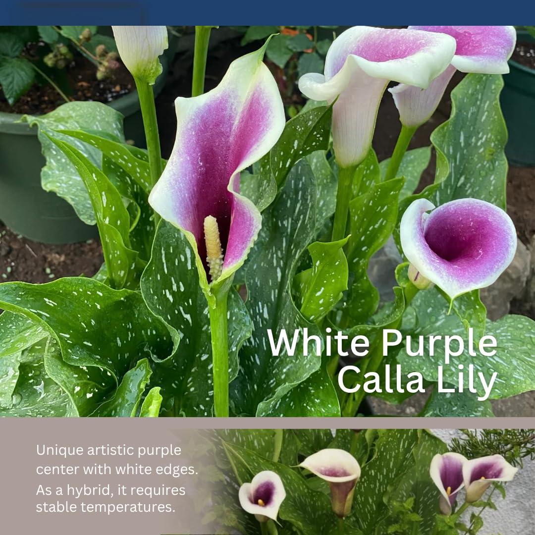 Pack 3 White Purple Calla Lily Bulbs - Calla Lily Flowering Bulbs for Garden and Containers, Easy to Grow Summer Blooms