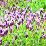4 Lavender Plants Live Flower Indoor Outdoor, Lavandula Perennial Plants, Well Rooted 4-8" Tall, No Pot (Spanish Lavender)
