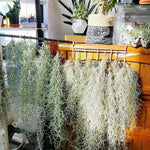 Air Plants Spanish Moss for Plants Indoor, Tillandsia Air Plant Live, Air Purifying Plant Indoor, Clump 10" Long for Home Garden Decoration, Hanging Houseplant