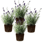 Set 4 Lavender Plants Live, Lavandula Perennial Well Rooted Plants, Fragrant Perennial 4-8" Height for Planting (Provence Lavender)
