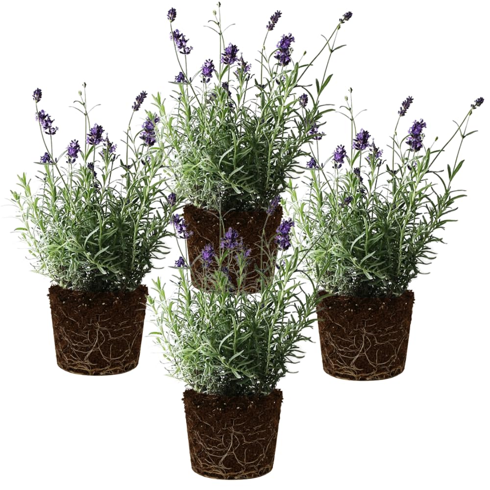 Set 4 Lavender Plants Live, Lavandula Perennial Well Rooted Plants, Fragrant Perennial 4-8" Height for Planting (Provence Lavender)