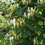 6 Yellow Honeysuckle Cuttings 8–10 Inches, Honeysuckle Vine Plant Cuttings, Fragrant Flowering Climbing Plant for Outdoor Growing