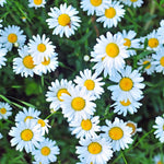 Set 3 Daisy Live Plants 5-8 Inches Well Rooted, White Perennial Flowering Daisies, Indoor Outdoor Garden