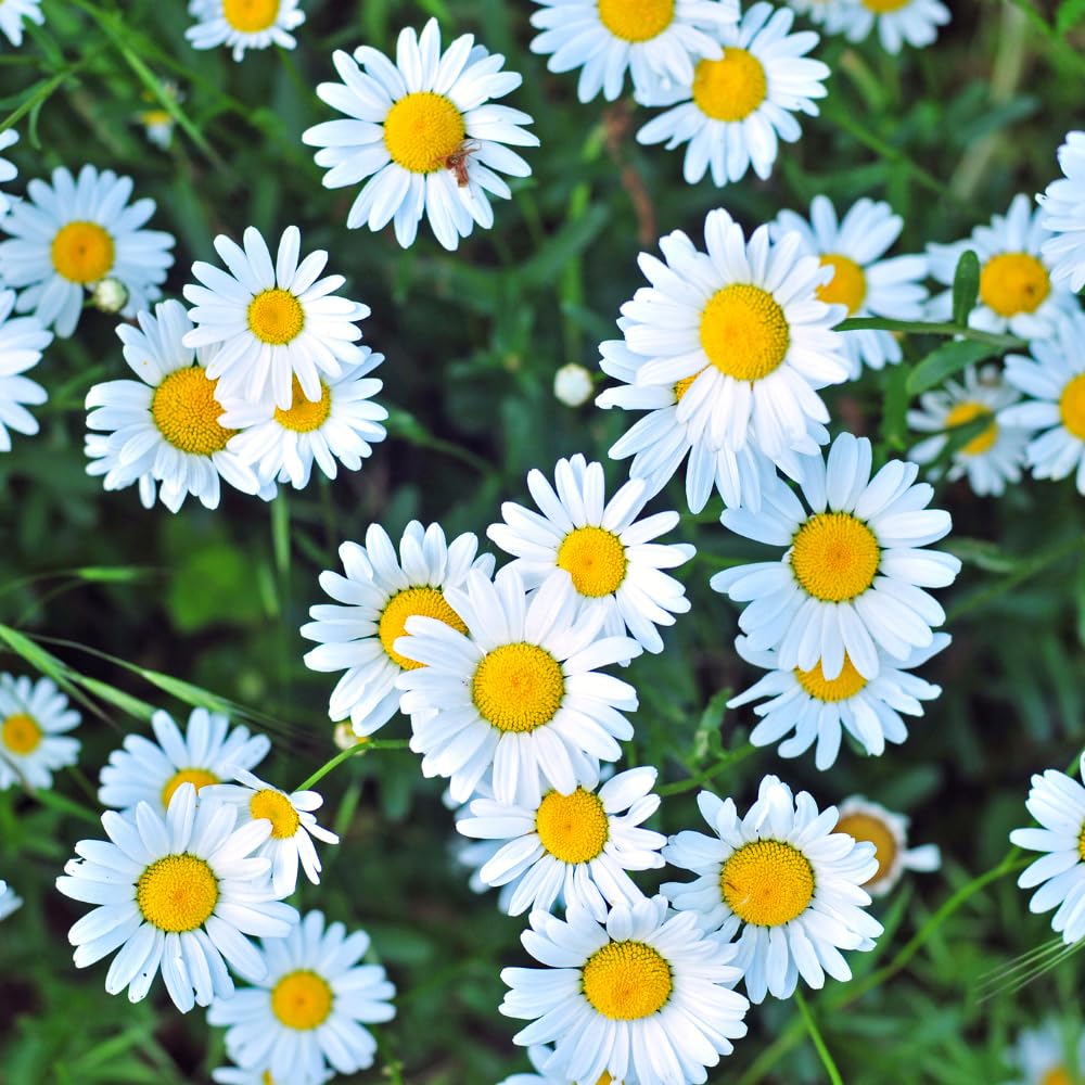 Set 3 Daisy Live Plants 5-8 Inches Well Rooted, White Perennial Flowering Daisies, Indoor Outdoor Garden