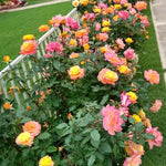 Rose Plant Live, Rose Bush Live Plant, Fragrant Flowers Ready to Plant, 5-9 Inch Height, Well-Rooted, No Pot (Rare Rose)