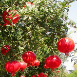 Pomegranate Tree Live Plant, 5–8" Tall Starter Seedling for Outdoor Planting