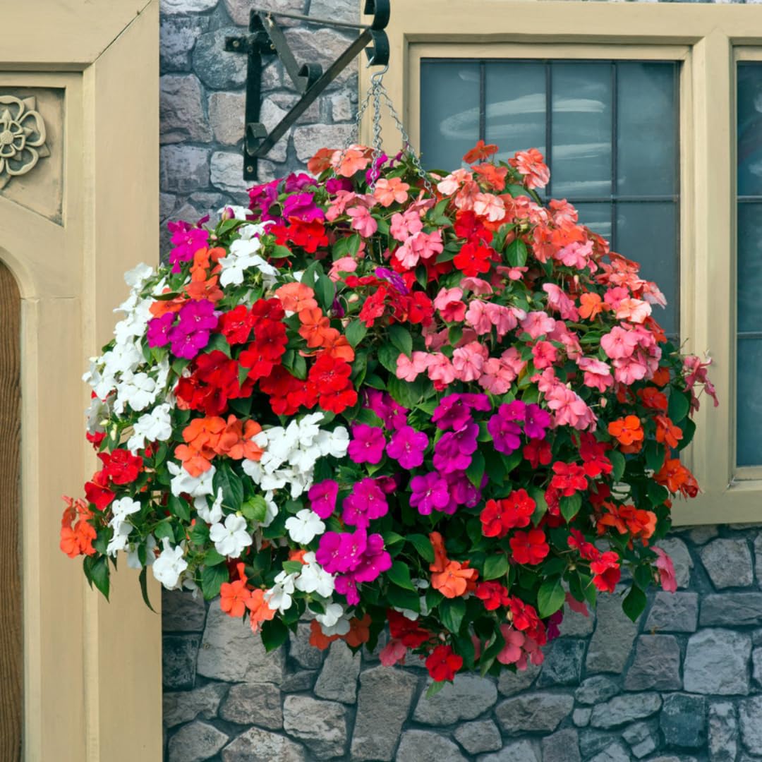 Pack 2 Impatiens Plants Live, Mix Colors Plant, Perennial Impatien for Planting Outdoors