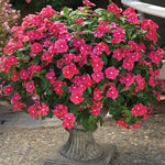 4 Pots Pink Vinca Plants Live, 4-6" Tall Ground Cover Vinca Flowers for Outdoor Garden, Landscape, Containers