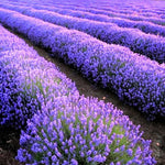 2 Lavender Plants Live Flower, Lavandula Perennial Starter Plants Plugs, 4-8" Tall for Planting Indoor Outdoor (Purple Lavender)