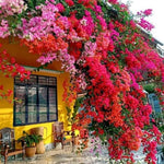 Sets 3 Climbing Bougainvillea Plants Live for Full Sun Trellis Tree, Shrub or Vine Bougainvillea Vibrant Bloom, Very Hardy, 5-9" Tall, Random Single Color