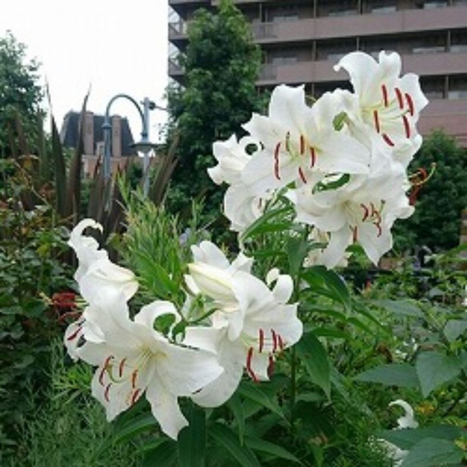 3 Large White Lily Bulbs, 4-6 Inch, White Lilies Bulbs, Flowering Bulb for Outdoor Garden Beds and Containers