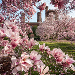 02 Jane Magnolia Tree Live Plant in 2.5" Pot, 1 Year Old Well-Rooted Tree, Cold Hardy, Magnolia Shrub for Spring Planting, Fast-Growing