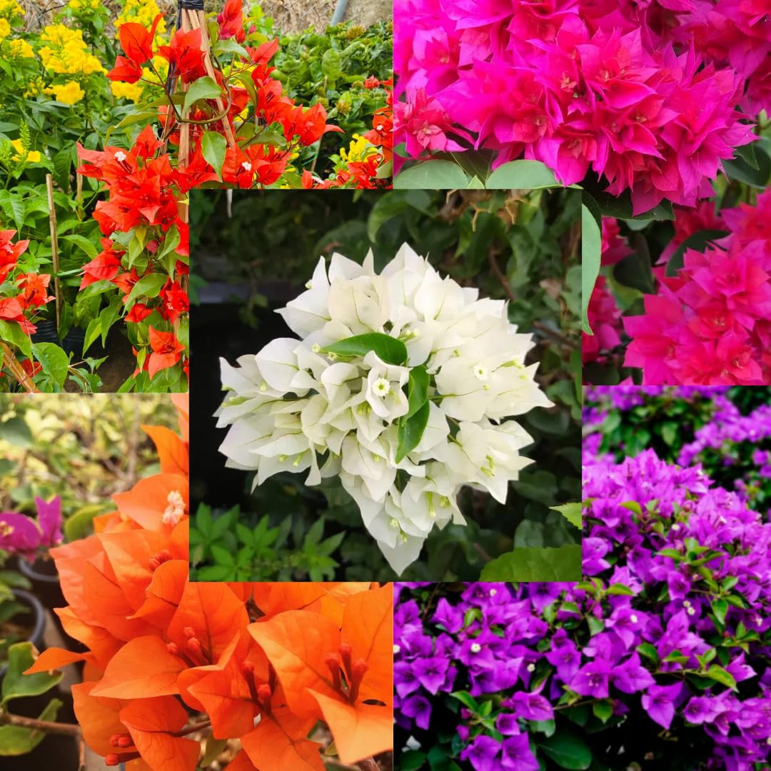 Combo 2 Bougainvillea Plants Live Trees, Outdoor Bougainvillea Plant for Trailing Flowering Vines or Bush Tree, 5-10” Tall, Well-Rooted, Bougainvillea Assorted Colors
